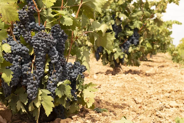  Mevsimlik üzümlü tipik İspanyol üzüm bağları