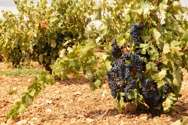 Vinhas Típicas Espanholas Baixa Vinha Com Uvas Sazonais — Fotografia de Stock