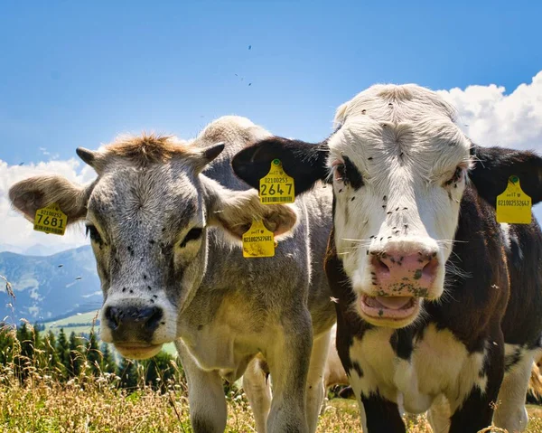 Vaches Sur Pâturage Dans Les Montagnes — Photo