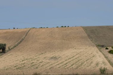 Yeni sürülmüş ve ekilmeye hazır.