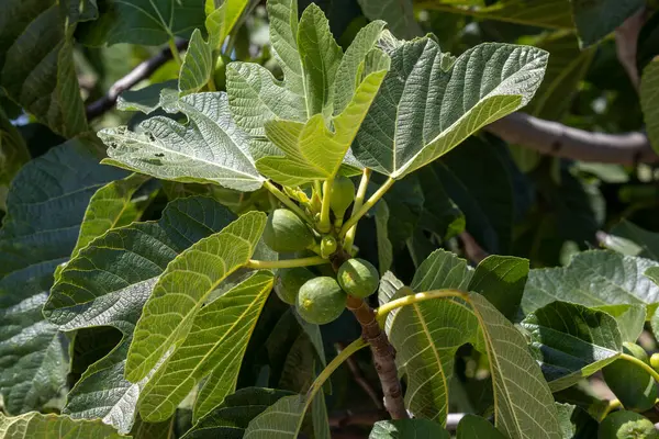 green walnut tree, walnut with fruits in the garden