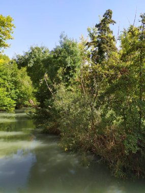 Ormanda küçük bir nehir.