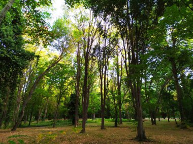 Parktaki yeşil ağaçlar