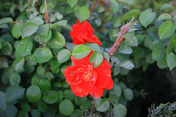 Bahçedeki kırmızı amber çiçeği