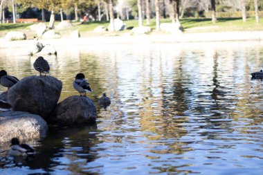 Ördekler şehir merkezindeki bir parkta gölette yüzerler.