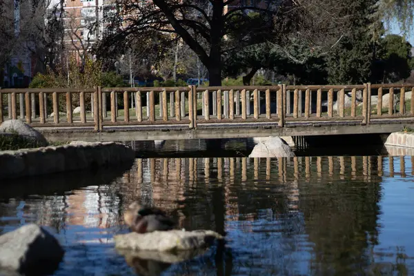 Güneşli bir günde ördekler ile nehirde tahta köprü