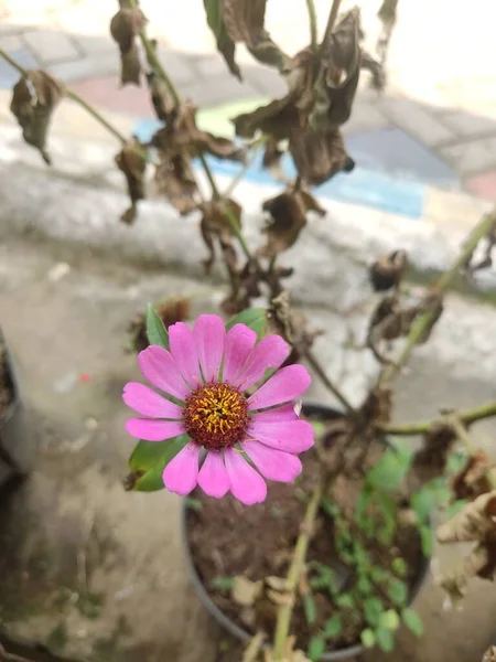 Nahaufnahme Foto Einer Lila Peruanischen Zinnia Blume Auf Einem Getrockneten — Stockfoto