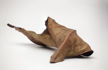 Beyaz arkaplanda kuru bir yaprağın görüntüsünü kapat.