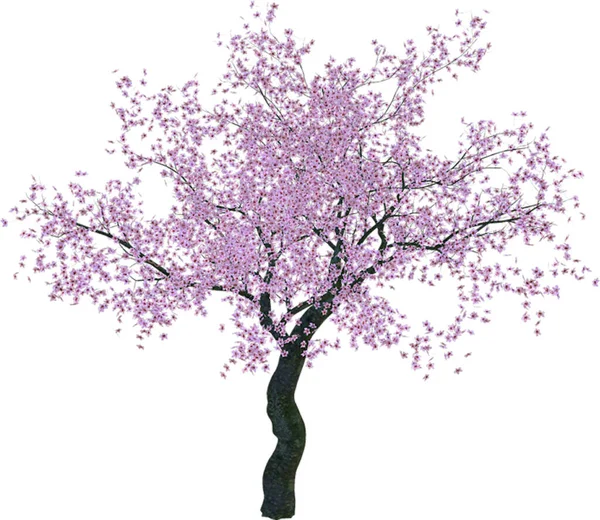 Matériaux Illustration Peints Main Cerisier — Image vectorielle