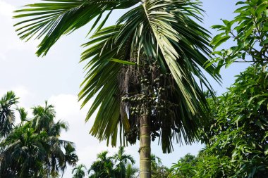 Betel nut with betel nuts. Close up of betel nut tree.