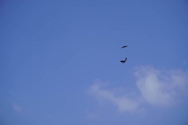 Two birds in the Blue sky .
