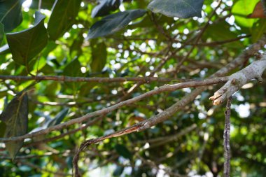 Güzel sarı ve mavi tropikal ağaç yaprakları ormandaki bahçede.