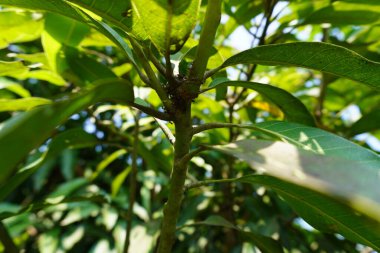 Ormanda yeşil yapraklar