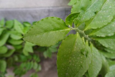 Green tree upper shot. Green leaves of wet plant with rain .
