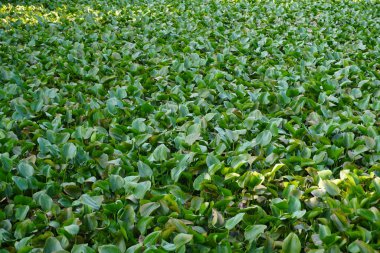 yeşil çimen dokusu. Kapat. Doğa.