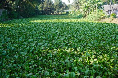 Yeşil çay tarlaları ve genç bir bitki.
