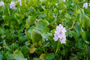 Güzel Sümbül Çiçekleri. Su sümbülü Pontederiaceae familyasından bir su çiçeği bitkisidir..