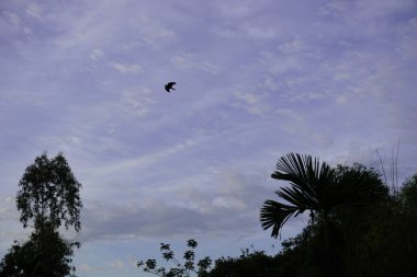 Ağaçlarla ve bulutlu gökyüzüyle güzel bir manzara.