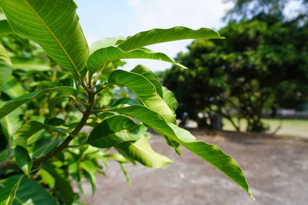 Mango Green Leaves and Branches Isolated .