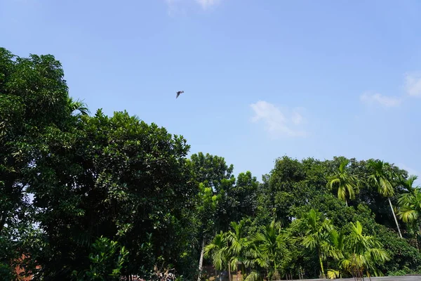 Een Kudde Kokospalmen Tegen Een Blauwe Lucht Achtergrond — Stockfoto