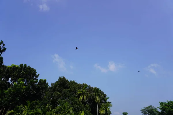 Gökyüzündeki Bir Kuşun Yüksek Açılı Görüntüsü — Stok fotoğraf