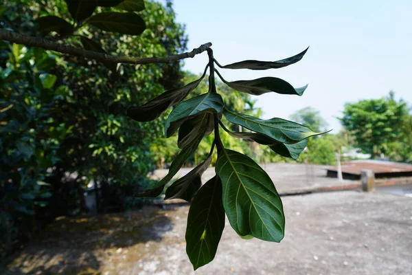 Branch of jackfruit tree. Close up of broken branch of jackfruit tree .