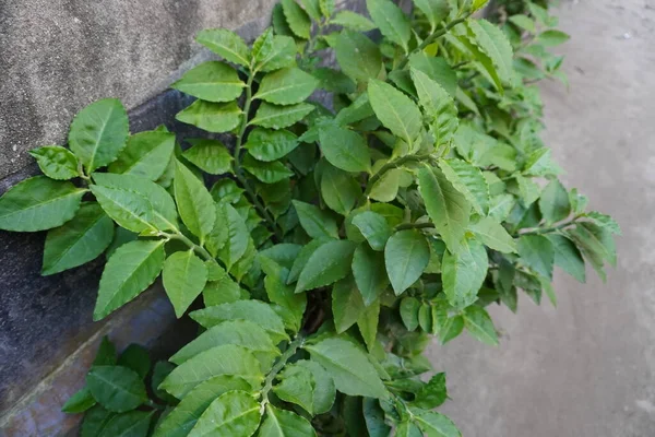 Green tree upper shot. Green leaves of wet plant with rain .