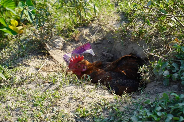 Hen dust bath. A fat brown chicken that is grooming itself .