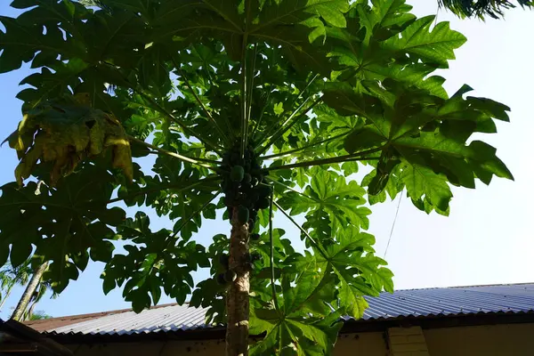 Papaya tree with fruits. Papaya from the garden. A papaya tree with fresh fruit in the garden.
