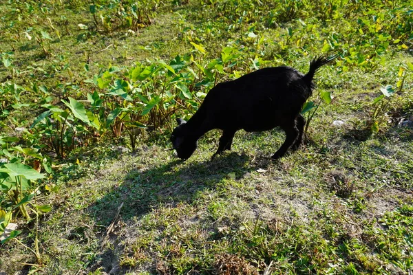 cute dog running on a farm on the ground