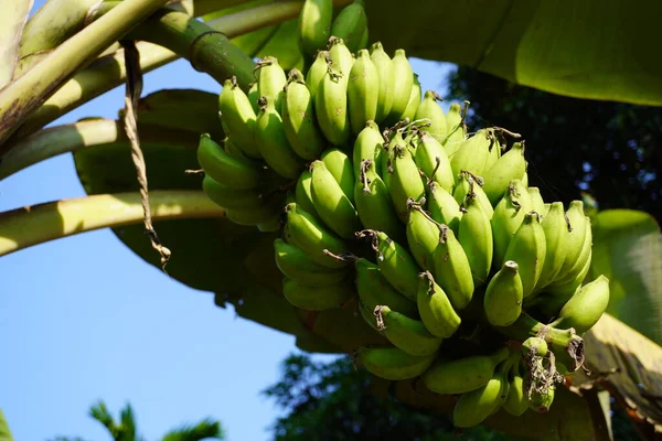 Bunch of raw bananas, Cultivated banana on banana tree. Banana tree with a bunch of bananas .