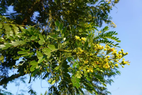 Gałęzie Drzew Przyroda Liście — Zdjęcie stockowe