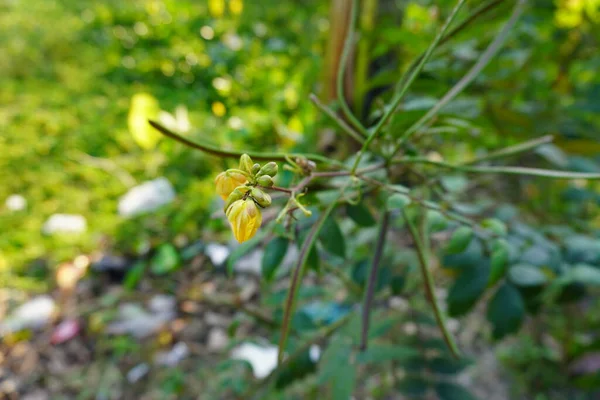 Κοντινή Προβολή Όμορφων Κίτρινων Λουλουδιών Που Φυτρώνουν Στον Κήπο — Φωτογραφία Αρχείου