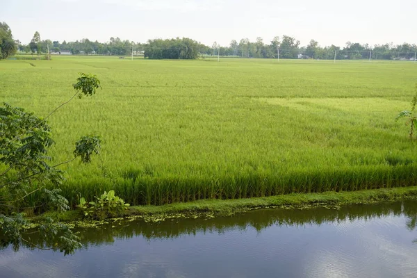 Nehir ve gölü olan güzel bir manzara.