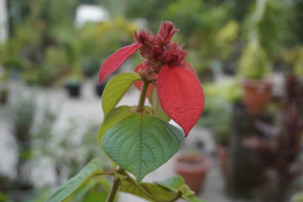 Bahçedeki güzel renkli çiçek. Bahçedeki kırmızı çiçek. Jardin Botanique Deshaies Guadeloupe FWI