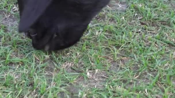 Чорні Кози Їдять Траву Полі Кози Їдять Траву Вдень — стокове відео