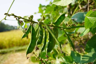 Çiğ yeşil organik Papdi Green Beans. Geniş fasulye. yeşil fasulye