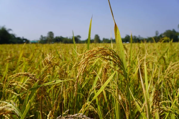 stock image Rice field closeup. Beautiful rice field in front of Ban Gioc Waterfall/Detian Waterfall