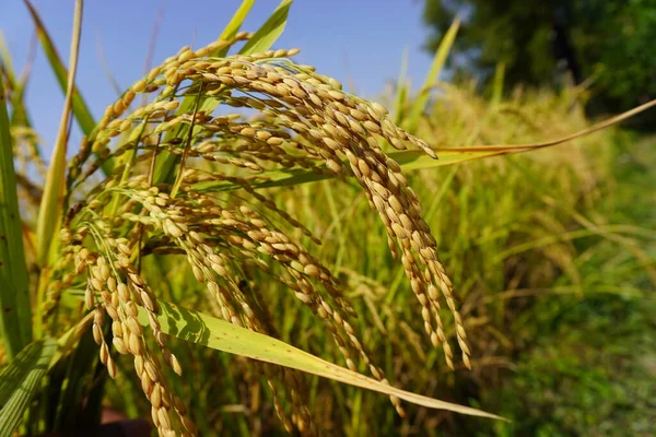 A fresh rice farm and field. Rice and autumn sky. farm field thai jasmine rice