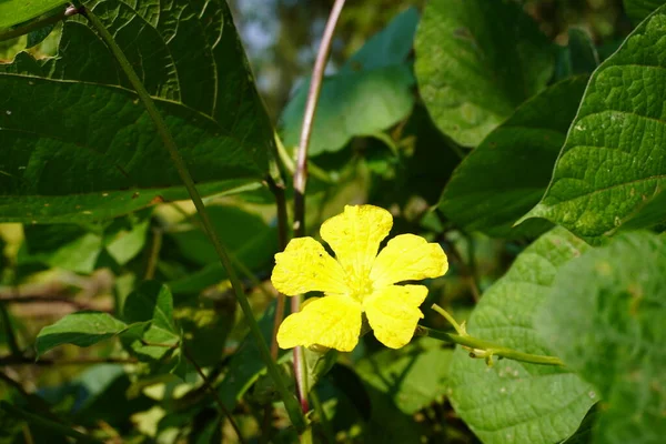 Žluté Květy Zahradě Jediná Žlutá Krása Ráno Rozkvetla Aby Nakrmila — Stock fotografie