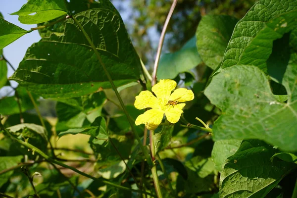 Güzel Sarı Çiçek Fotoğrafı Ana Sayfada — Stok fotoğraf