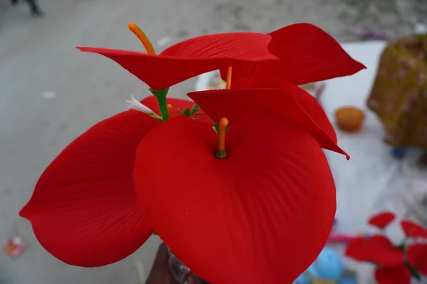 Vörös Virágok Geranium Virágok Japánban Tavaszi Szezonban — Stock Fotó