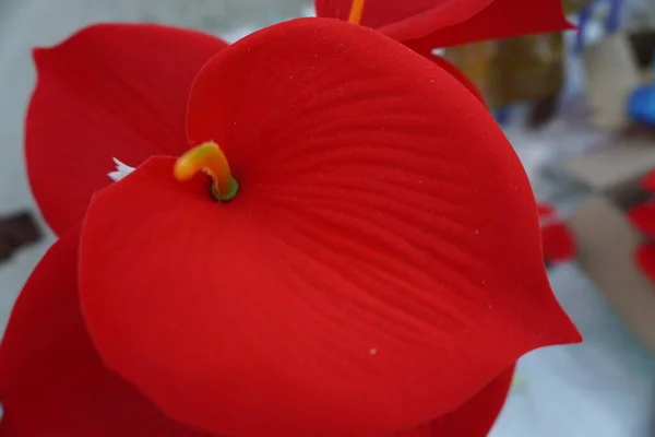 부우간 빌레아 Bougainvillea 동부에서 발견되는 꽃이다 식물학적 이름은 부갱빌 — 스톡 사진
