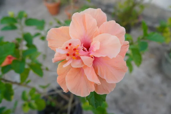 Blommande Rosa Oleander Blommor Naturliga Blommor Bakgrund — Stockfoto