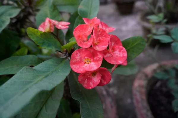 Rózsaszín Virág Kertben Közelkép Poi Sian Virág Rózsaszín Természetesen — Stock Fotó
