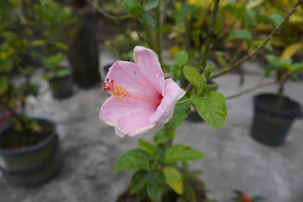 Rosa Blomma Trädgården — Stockfoto