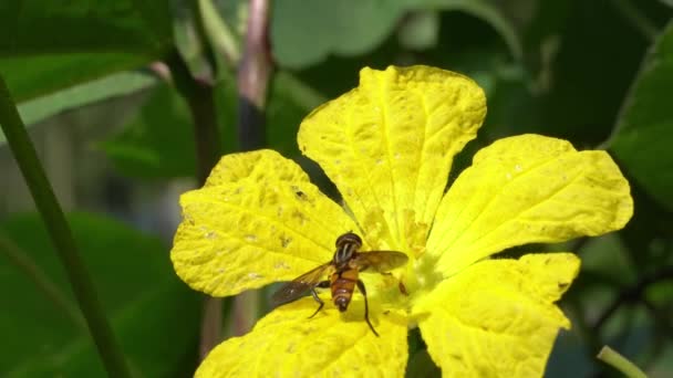 Μέλισσα Bumblebee Φέρουν Κίτρινα Λουλούδια Πολλές Γύρη Μέλισσα Κίτρινο Φόντο — Αρχείο Βίντεο