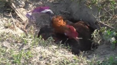 Doğada kırmızı bir tavuğun yakın çekimi. Serbest çiftlik tavukları.