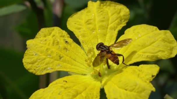 Μέλισσες Συλλέγουν Νέκταρ Από Κίτρινα Λουλούδια Μέλισσα Closeup Κίτρινο Λουλούδι — Αρχείο Βίντεο