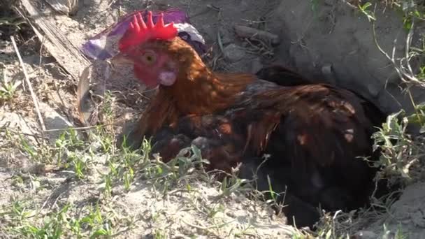 Pollos Jugando Agujeros Suelo Ambiente Libre — Vídeo de stock